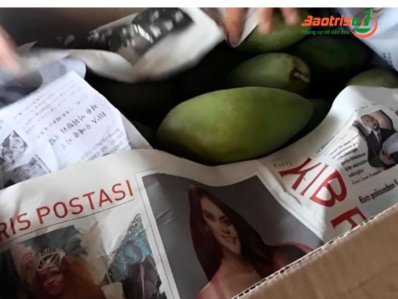 Dùng giấy báo bọc lại bí quyết giúp xoài còn xanh trở nên vàng ươm, ngọt lịm