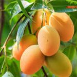 bi quyet giup xoai con xanh tro nen vang uom baotriso1 ngon