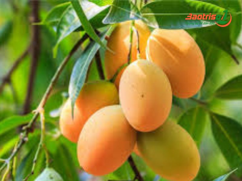 bi quyet giup xoai con xanh tro nen vang uom baotriso1 ngon