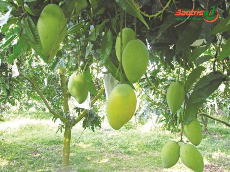 Đặt chung với các loại trái cây khác giúp xoài còn xanh trở nên vàng ươm, ngọt lịm