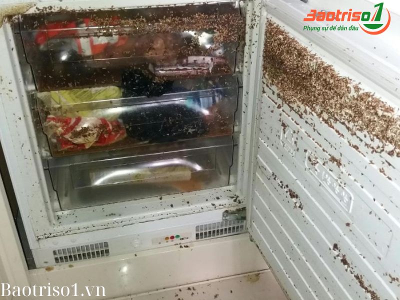 Vệ sinh tủ lạnh Hitachi khi có dòi như thế nào hiệu quả